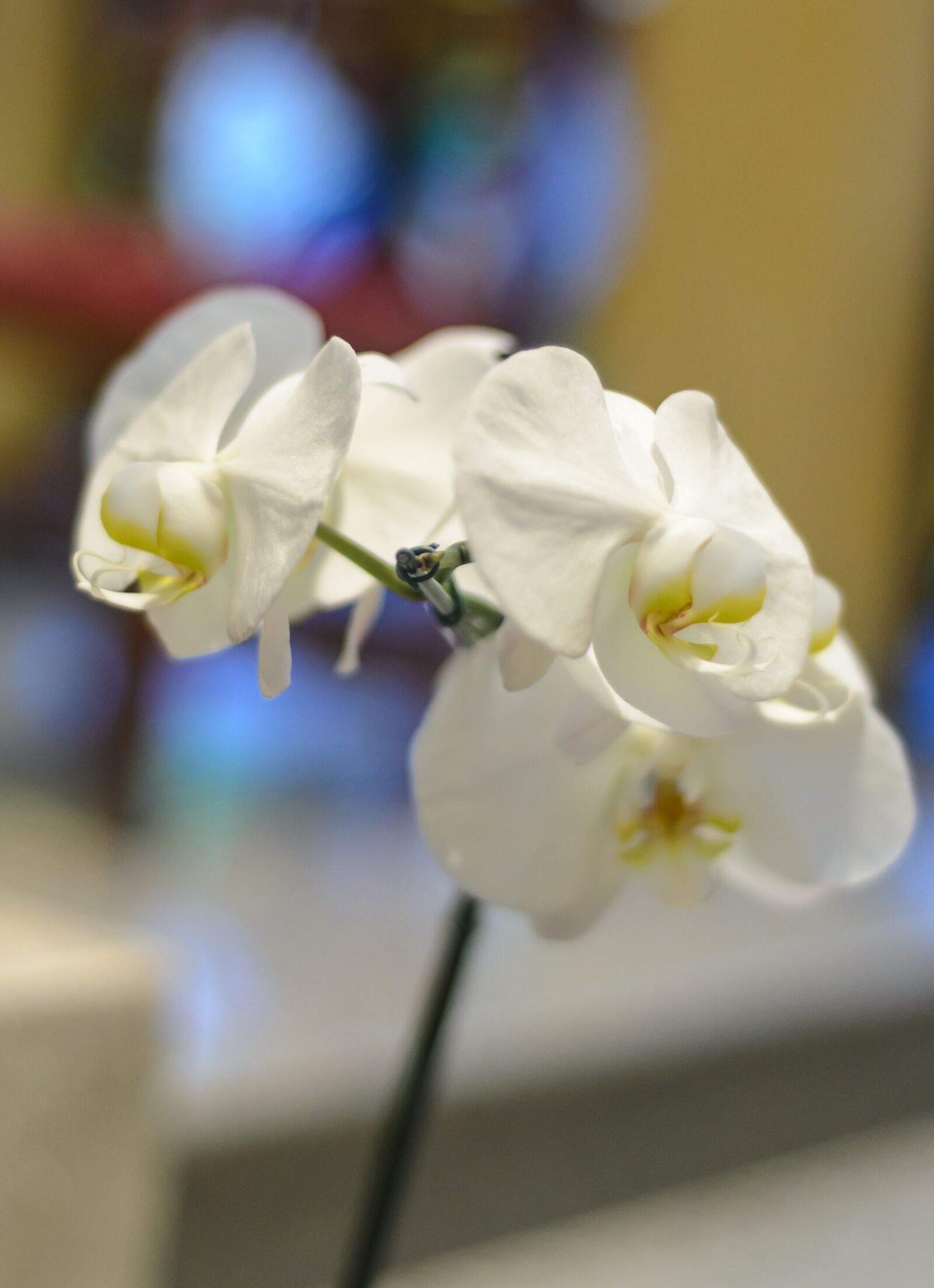 Nikon D7000 sample photo. Flower, orchid, white orchid photography