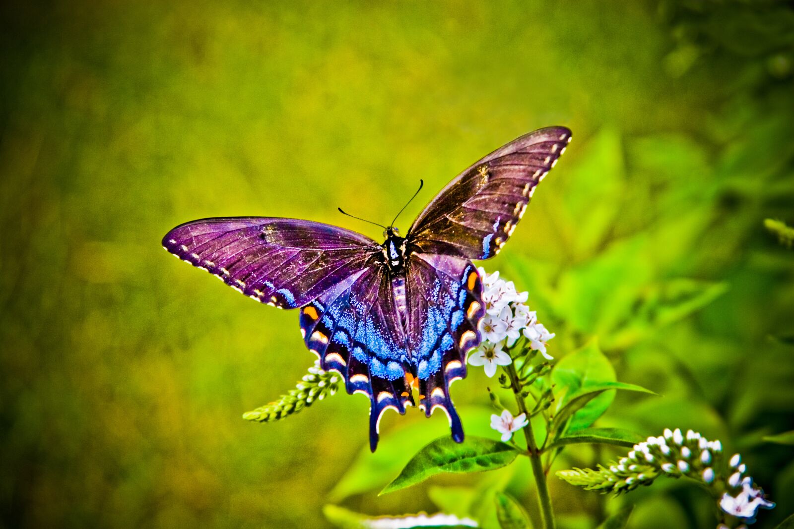Canon EOS 30D sample photo. Butterfly, colors, nature photography