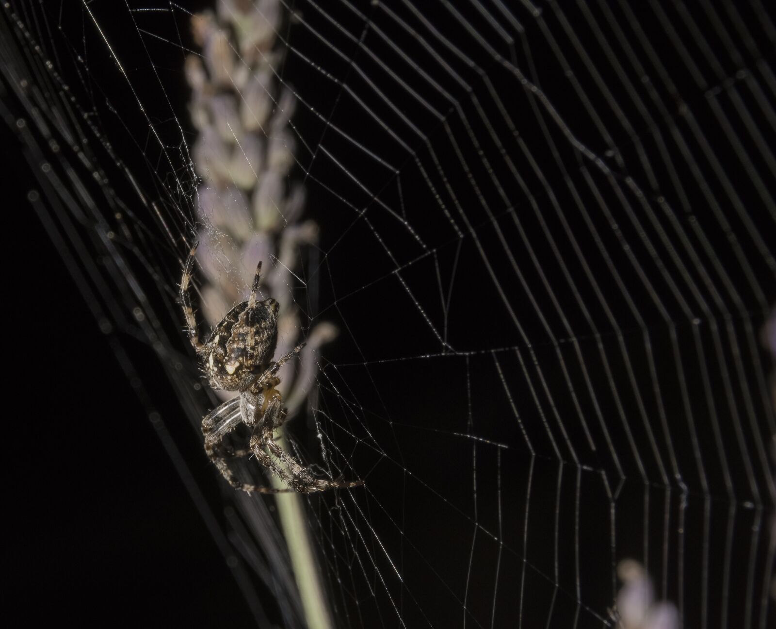 Nikon D7200 sample photo. Spider, orb, web photography