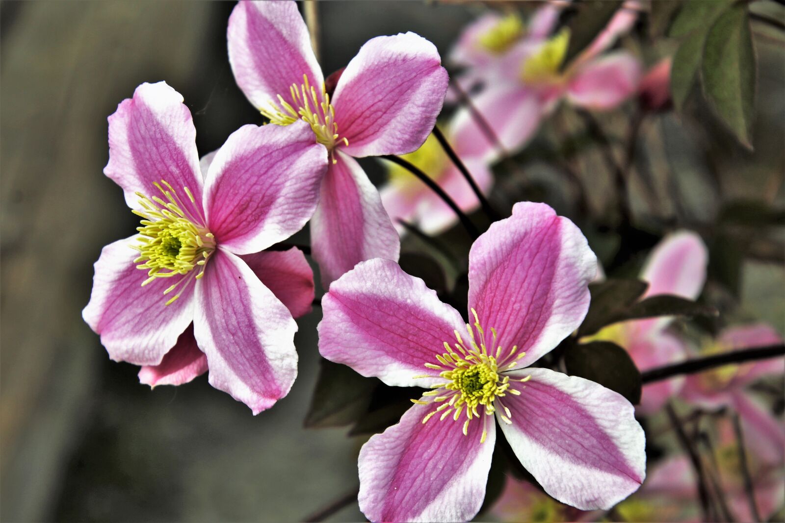 Canon EOS 80D sample photo. Gentle, spring, flower photography