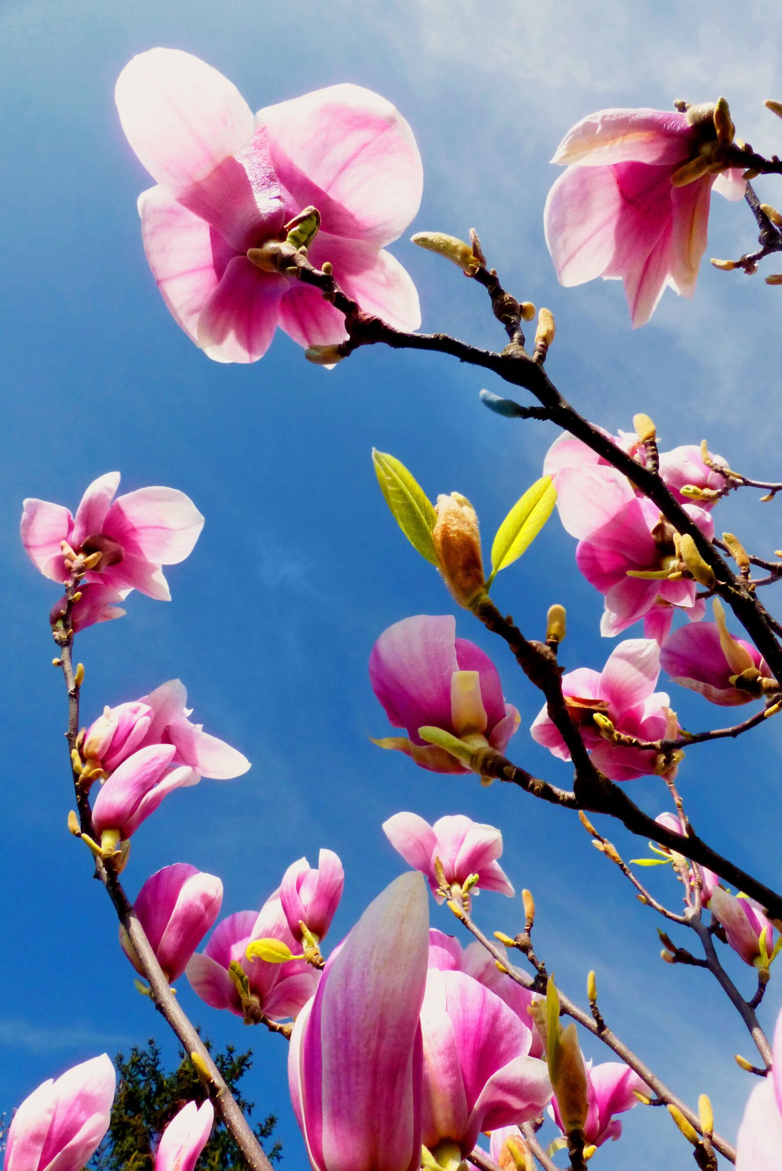 Panasonic Lumix DMC-FZ200 sample photo. Plant, magnolia, nature photography