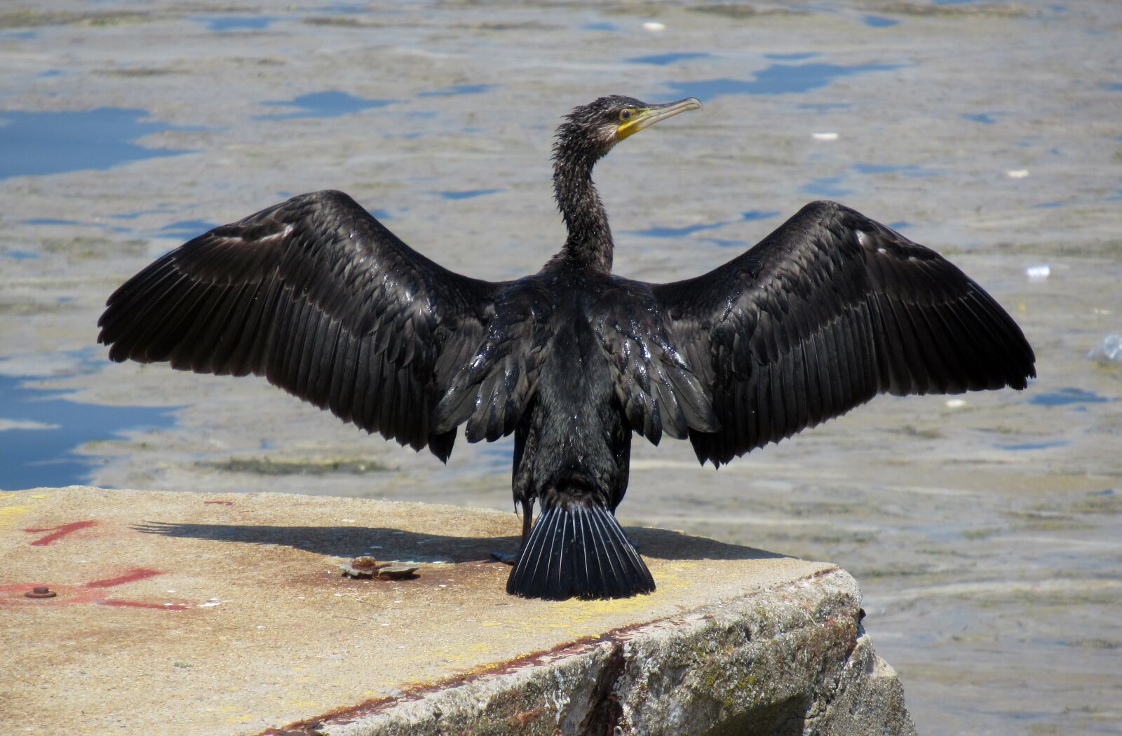 Canon PowerShot SX620 HS sample photo. Bird, sea, water photography