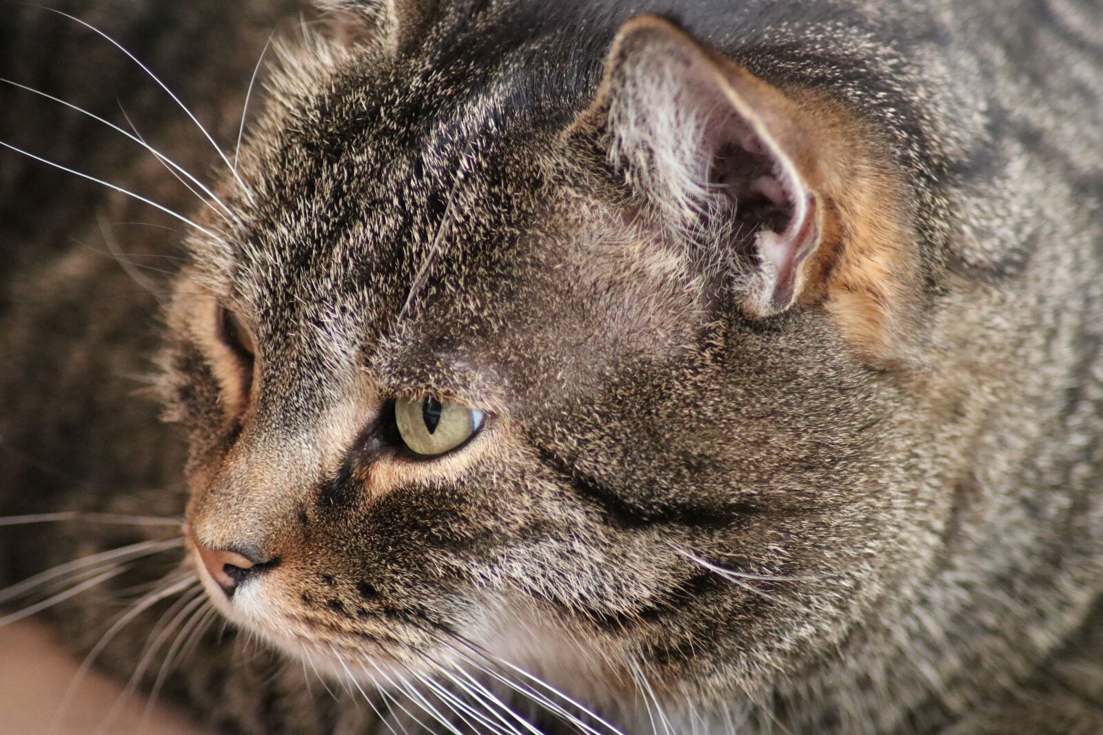 Canon EOS 80D sample photo. Cat, eyes, face photography