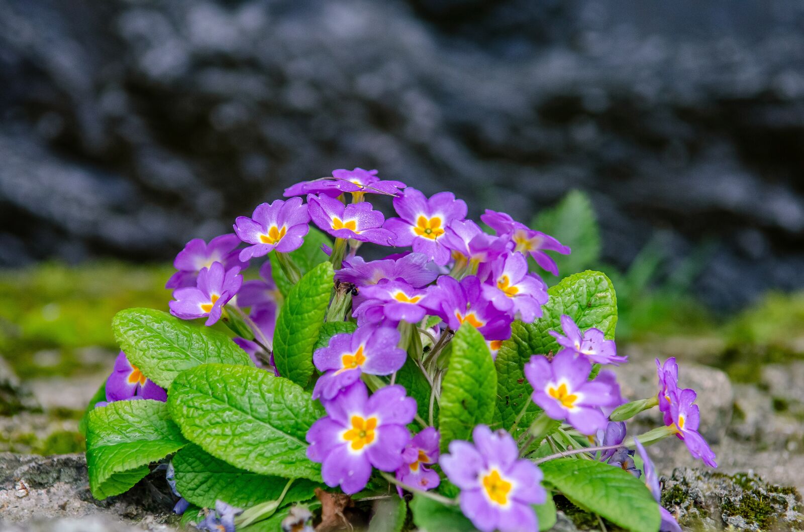 Nikon D7000 sample photo. Flower, thinking, violet photography
