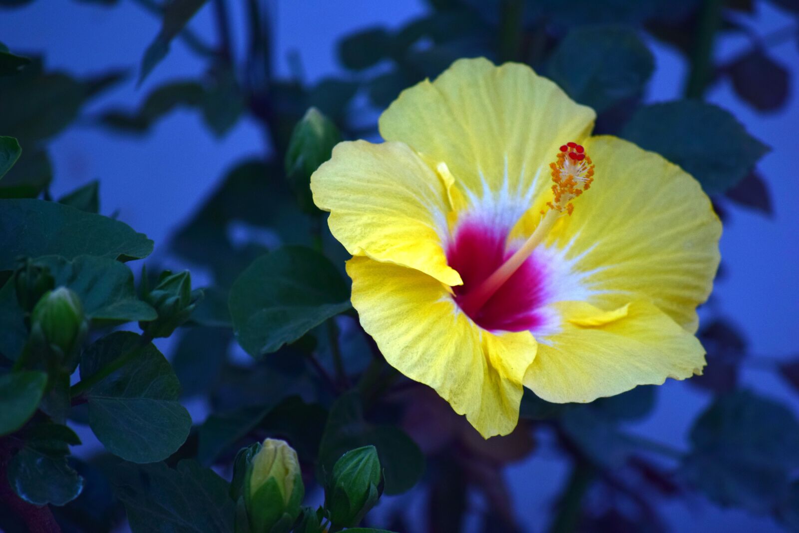 Nikon D5300 sample photo. Hibiscus, flower, yellow photography