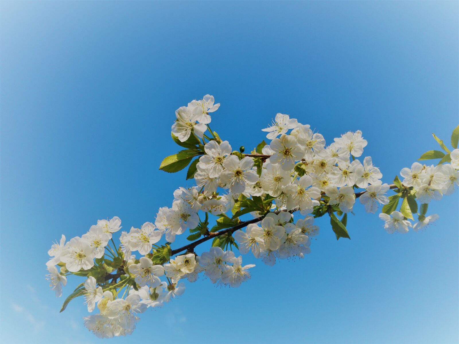 LG G4 sample photo. Flowering sloe, spring, white photography