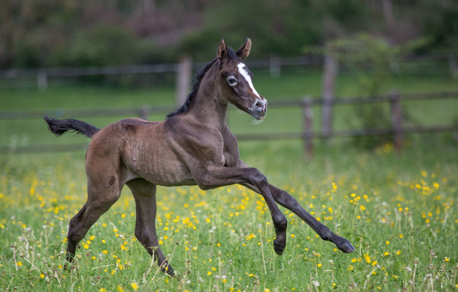 Canon EF 100-400mm F4.5-5.6L IS USM sample photo. Colt, horse, running photography