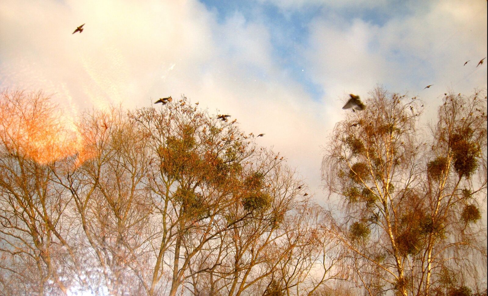 Canon DIGITAL IXUS 860 IS sample photo. Treetop, birds in trees photography