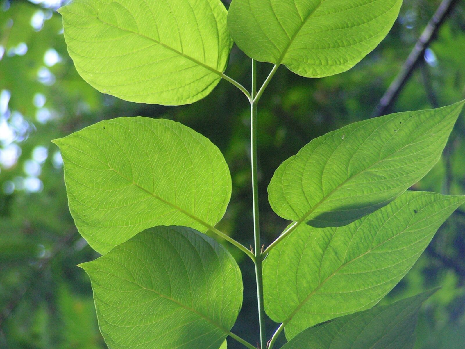 KONICA MINOLTA DiMAGE Z10 sample photo. Leaf, green, veins photography