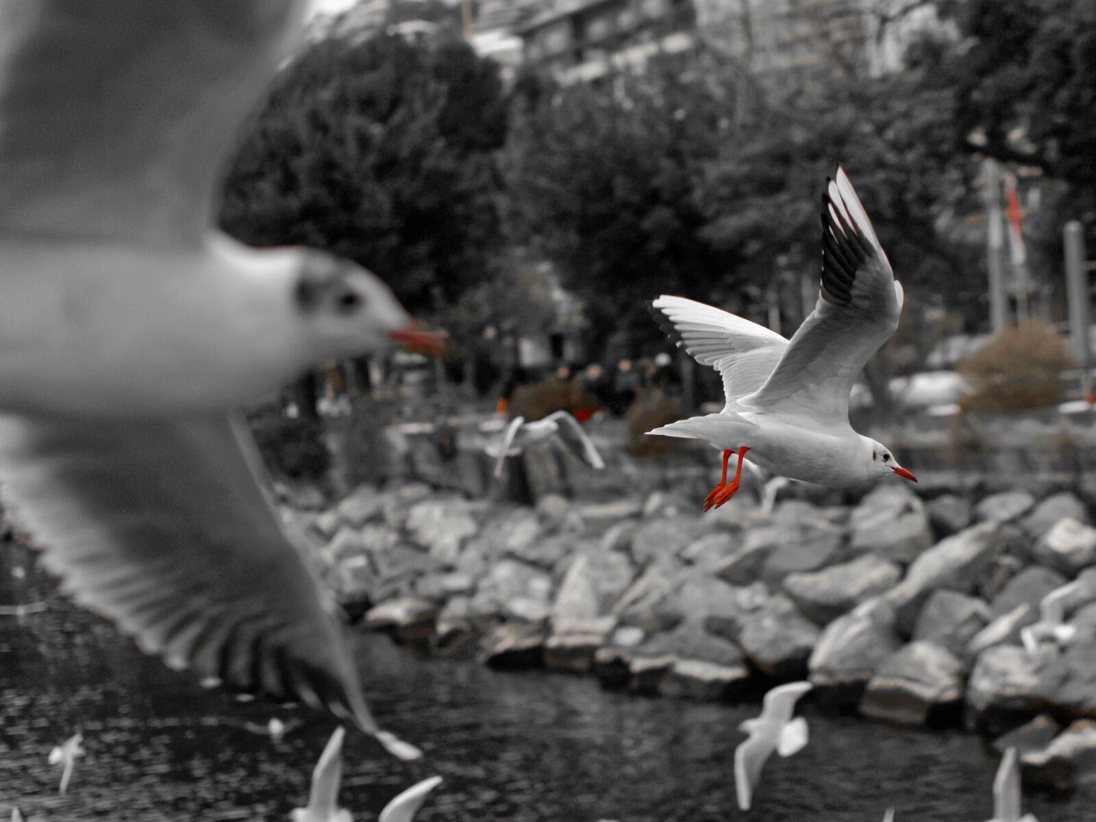 Nikon D80 sample photo. Seagull, montreux, vaud photography