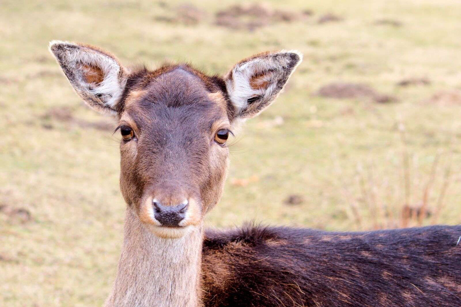 Canon EOS 600D (Rebel EOS T3i / EOS Kiss X5) sample photo. Roe deer, fallow deer photography