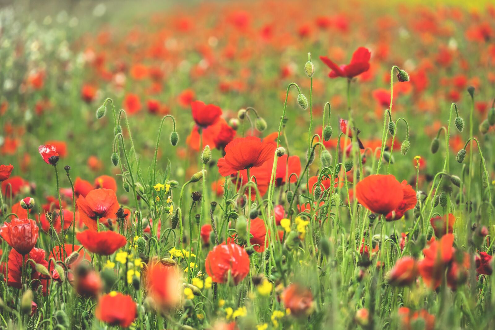 Canon PowerShot G3 X sample photo. Poppy flower, field of photography