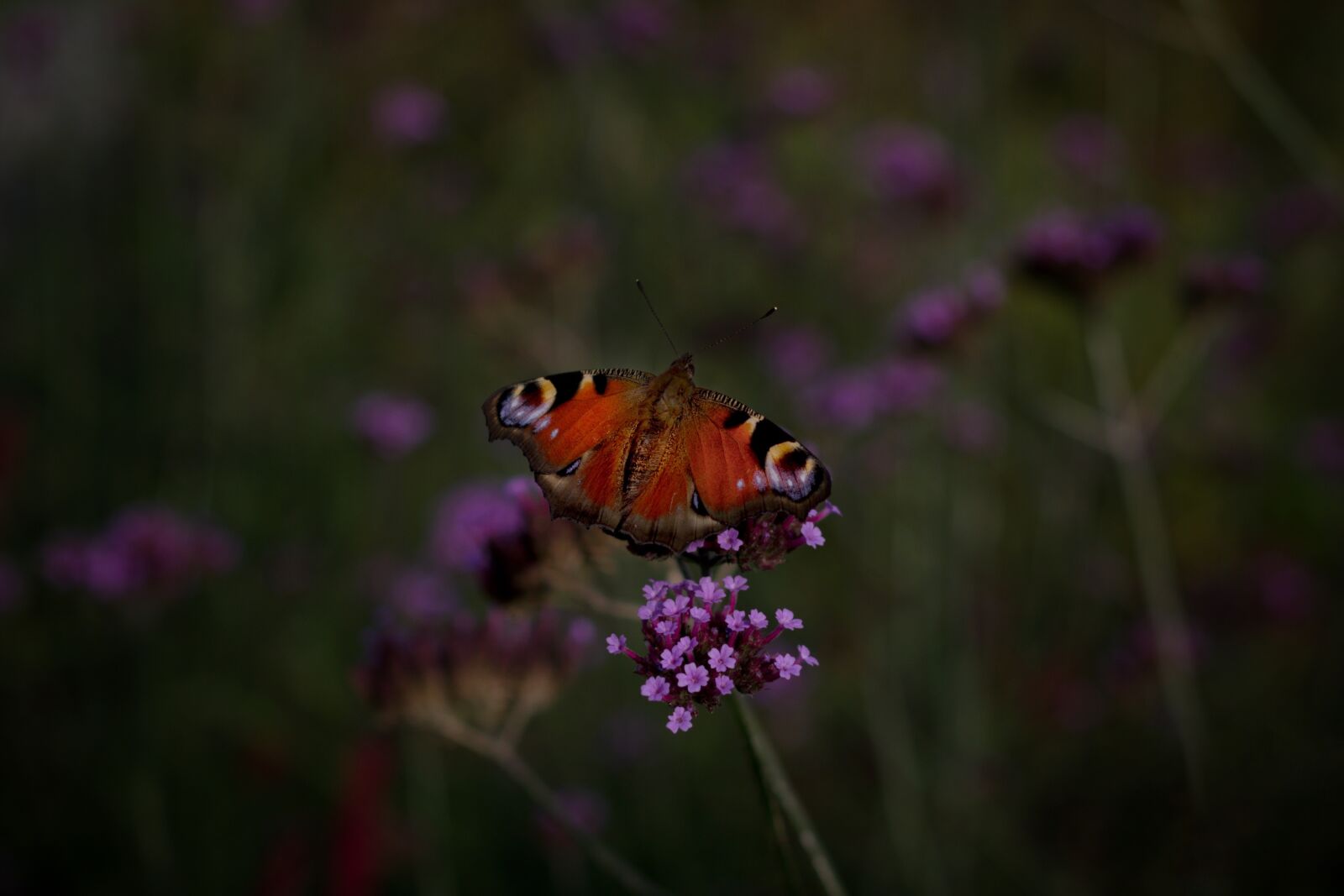 Pentax K-70 sample photo. Butterfly, peacock, flower photography