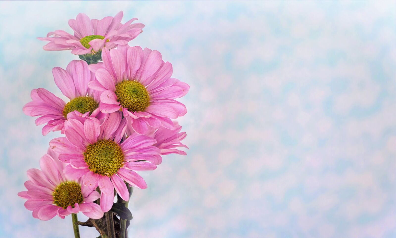 Canon EOS 5D Mark III sample photo. Daisies, pink, text space photography