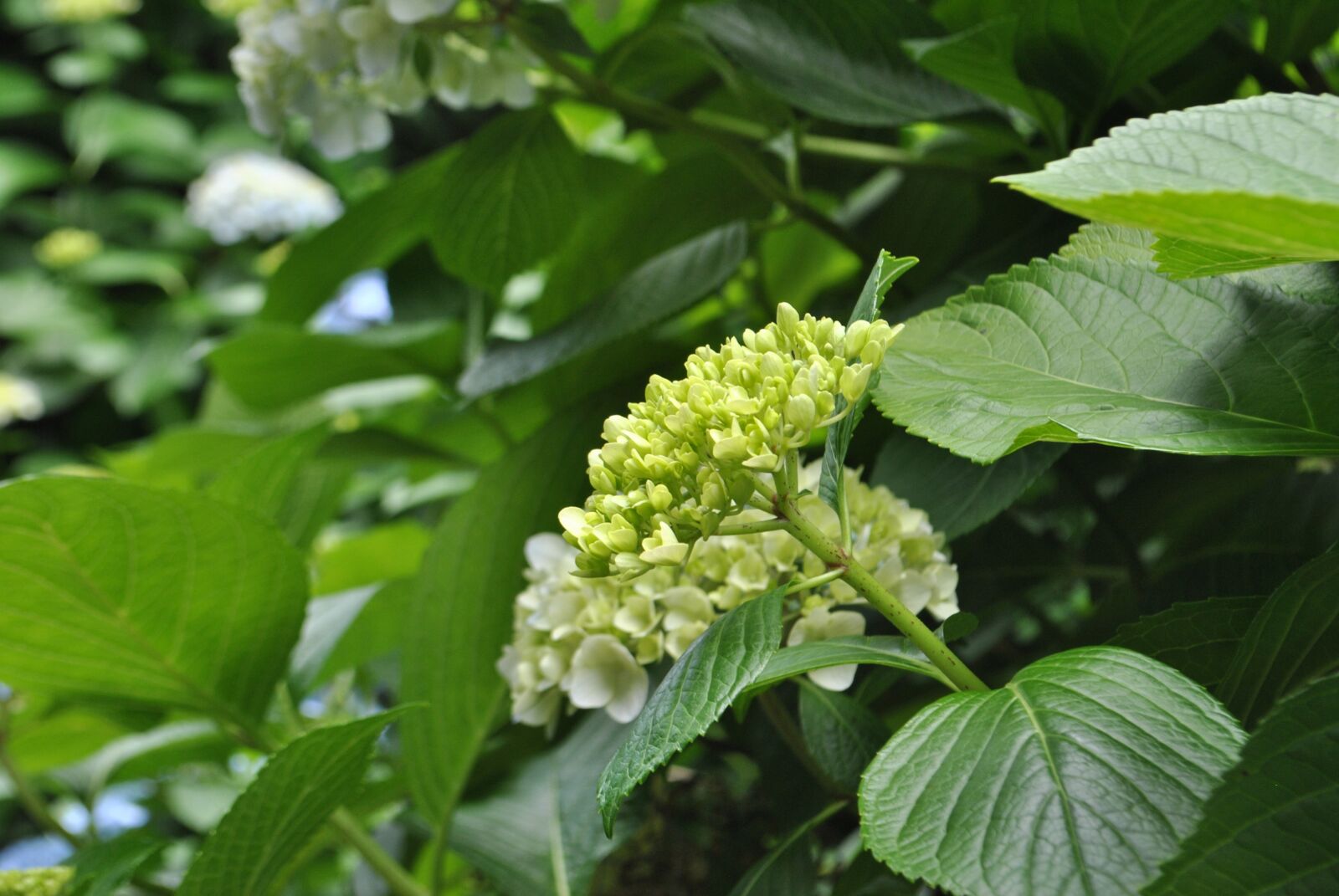 Nikon D3000 sample photo. Hydrangea, plants, flowers photography
