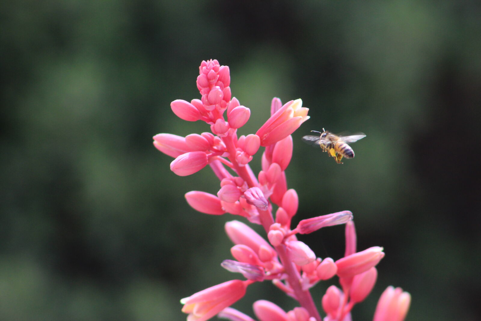 Canon EF 75-300mm f/4-5.6 sample photo. Bee, pollination, wildflower photography