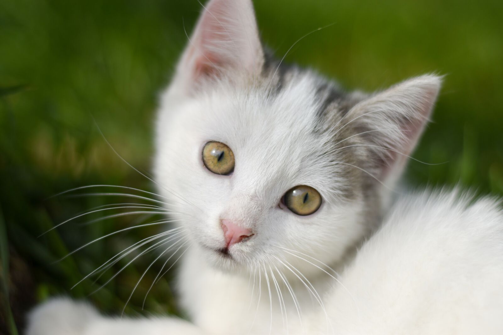 Nikon D5600 sample photo. Kitten, cat, young photography