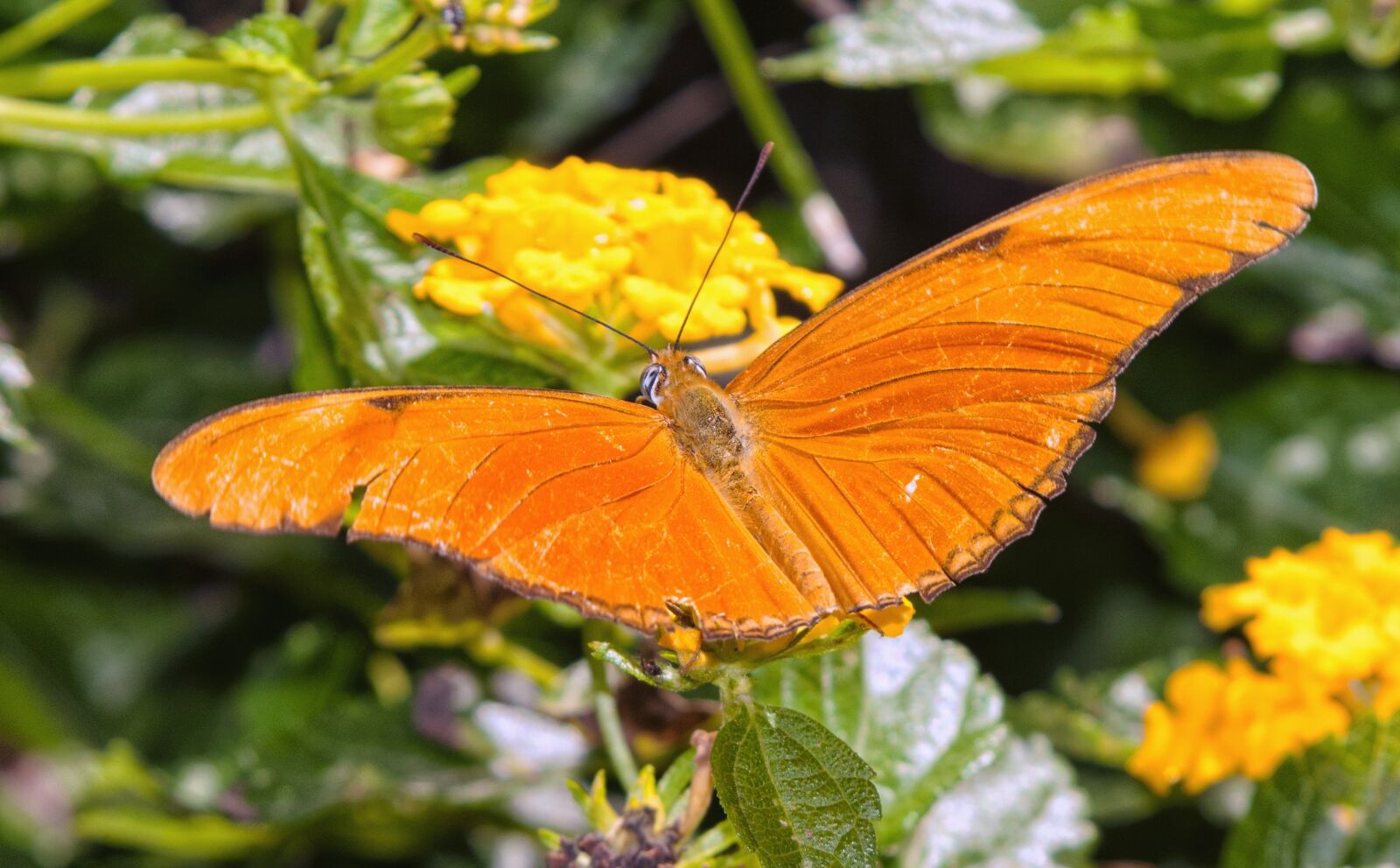 Nikon D300 sample photo. Butterfly, flower, insect photography