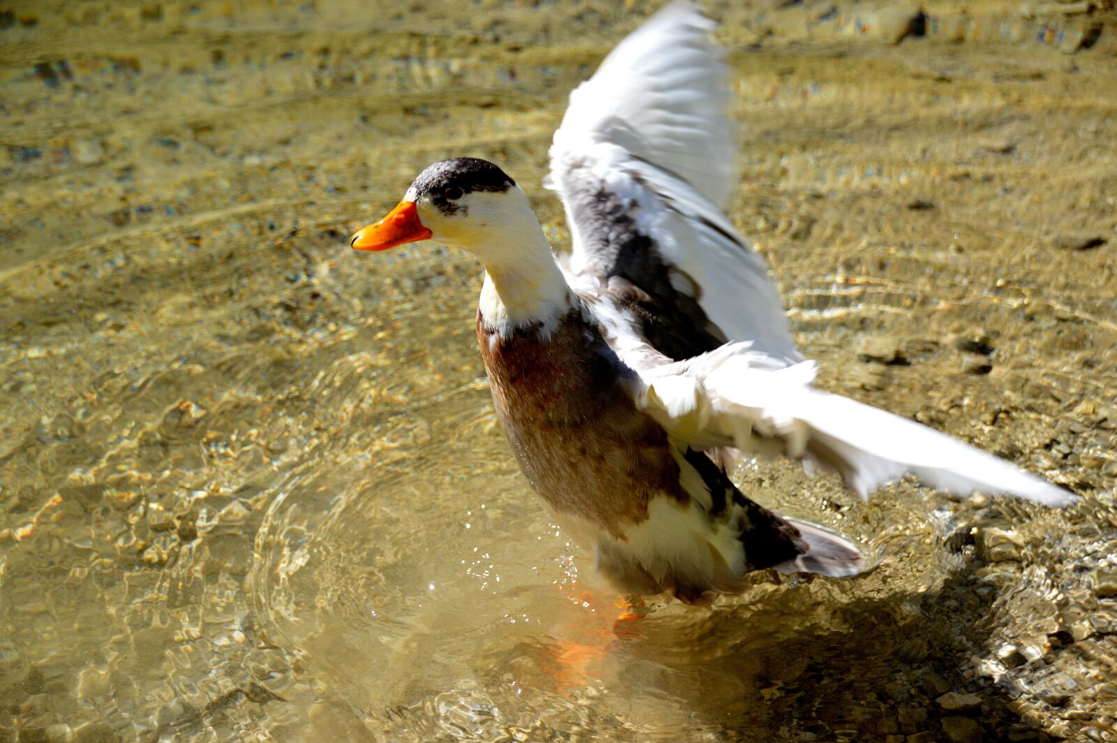 Nikon D3200 sample photo. Duck, magpie duck, waterfowl photography