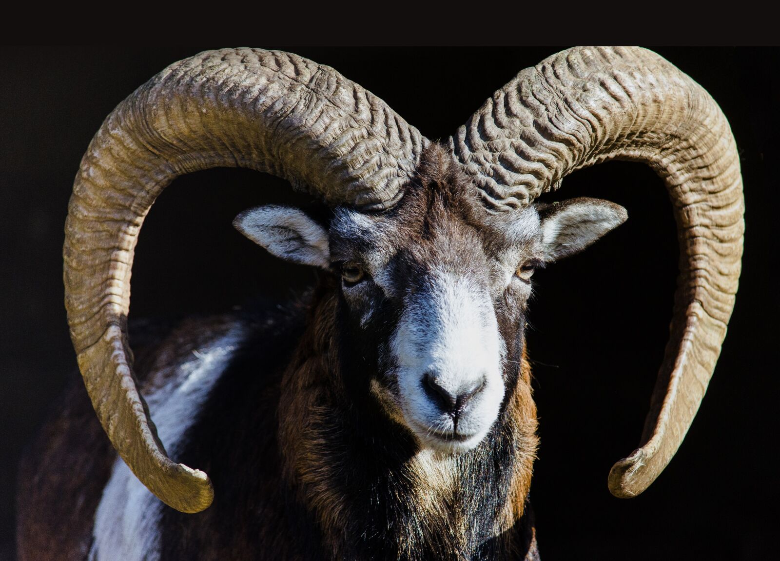 Nikon D5100 sample photo. Mountain sheep, mouflon, wild photography