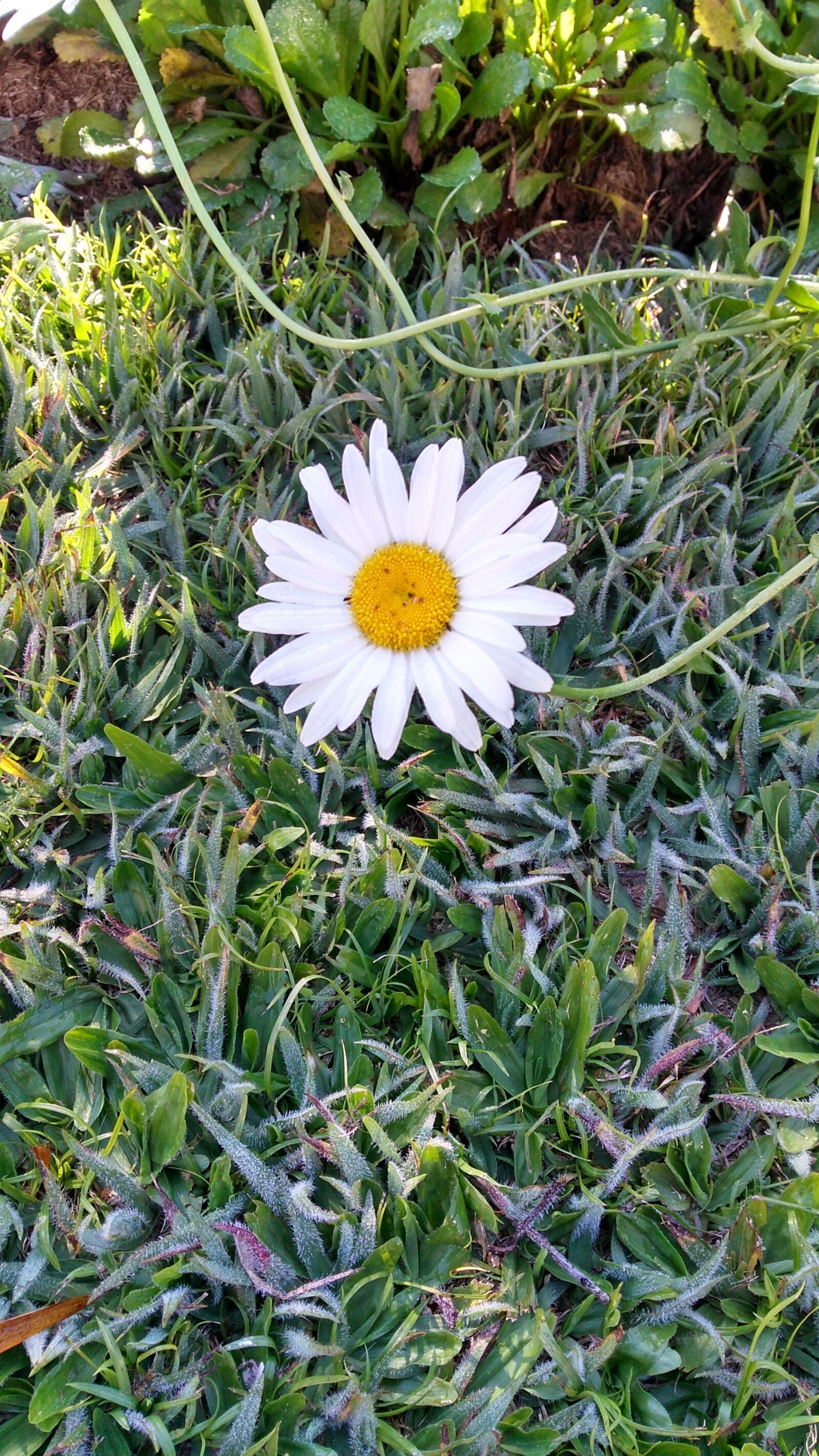Motorola Moto G Play sample photo. Flower, margaret, garden photography