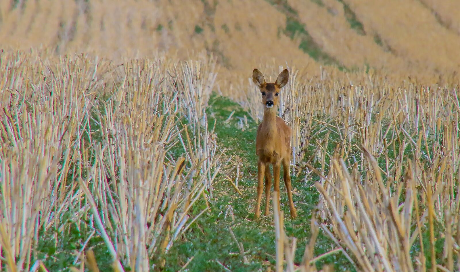 Canon EOS 70D sample photo. Deer, young, baby photography