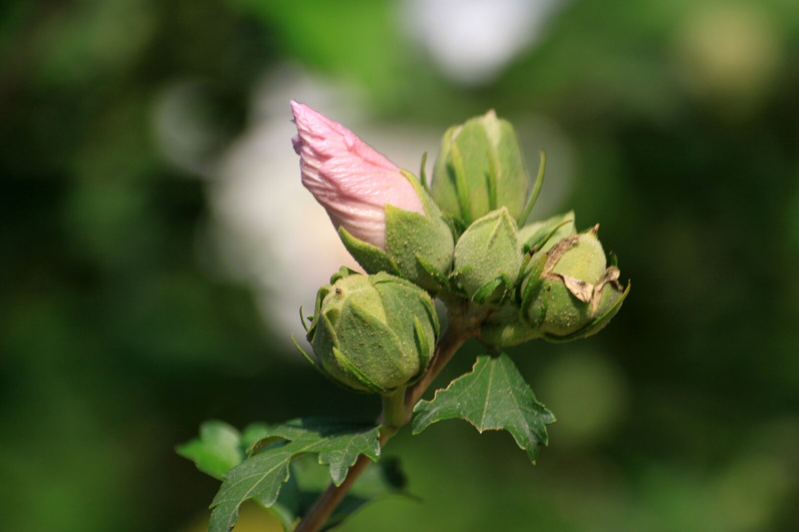 Canon EOS 50D sample photo. Rose of sharon, bud photography