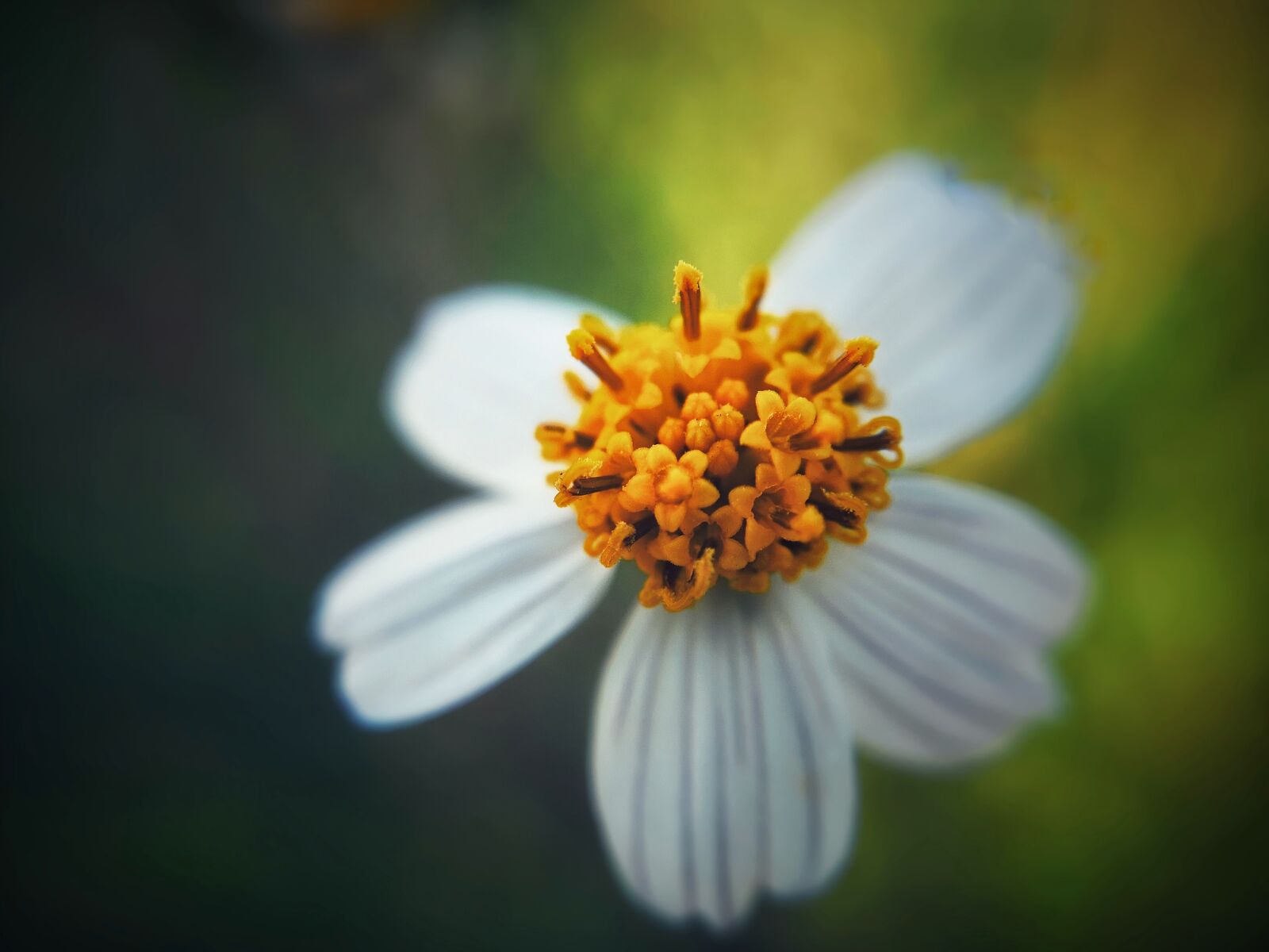 HUAWEI P20 Pro sample photo. Flower, iris, bloom photography