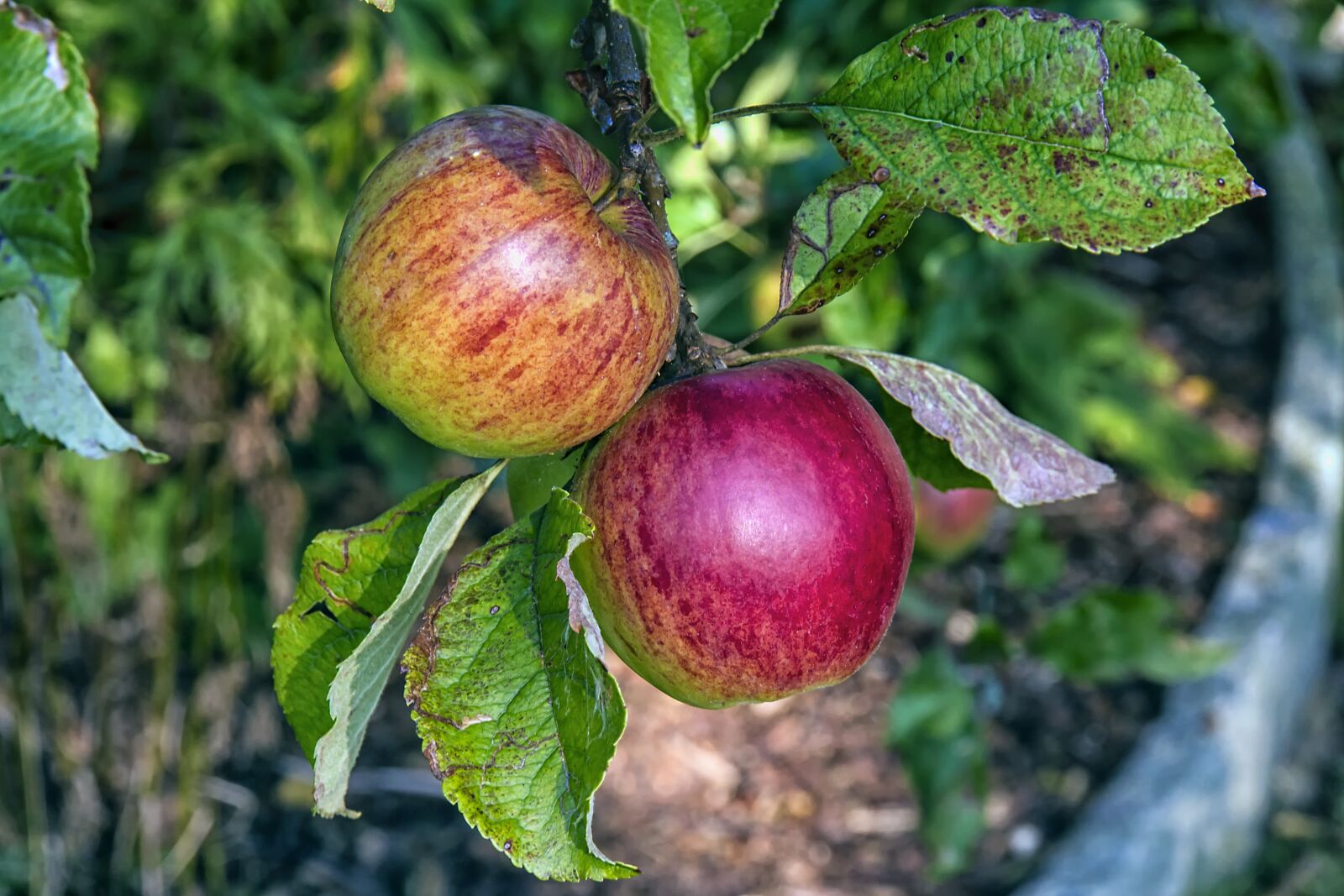 Canon EOS 7D sample photo. Boskoop, apple, fruit photography