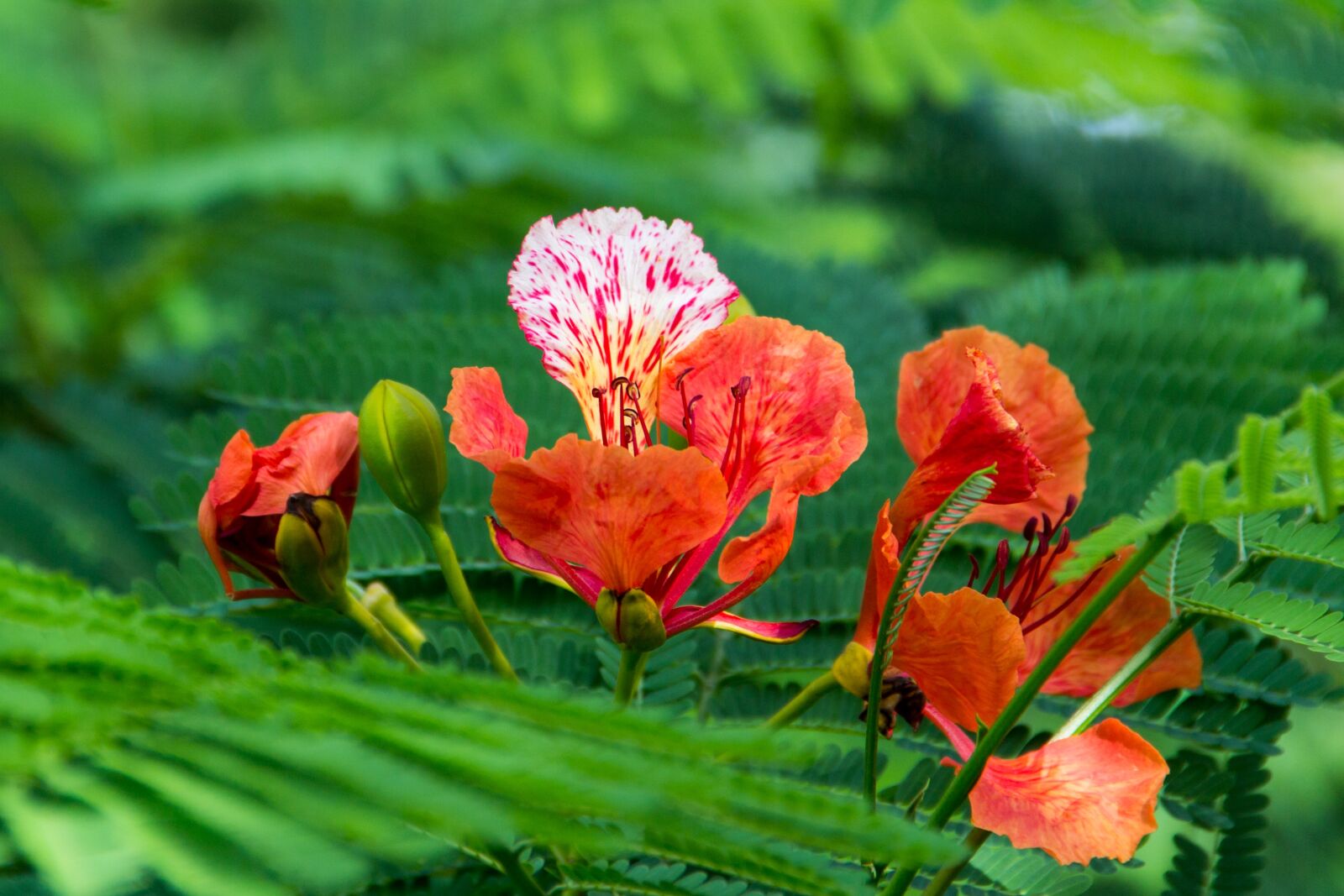 Canon EOS 600D (Rebel EOS T3i / EOS Kiss X5) sample photo. Flower, green, nature photography