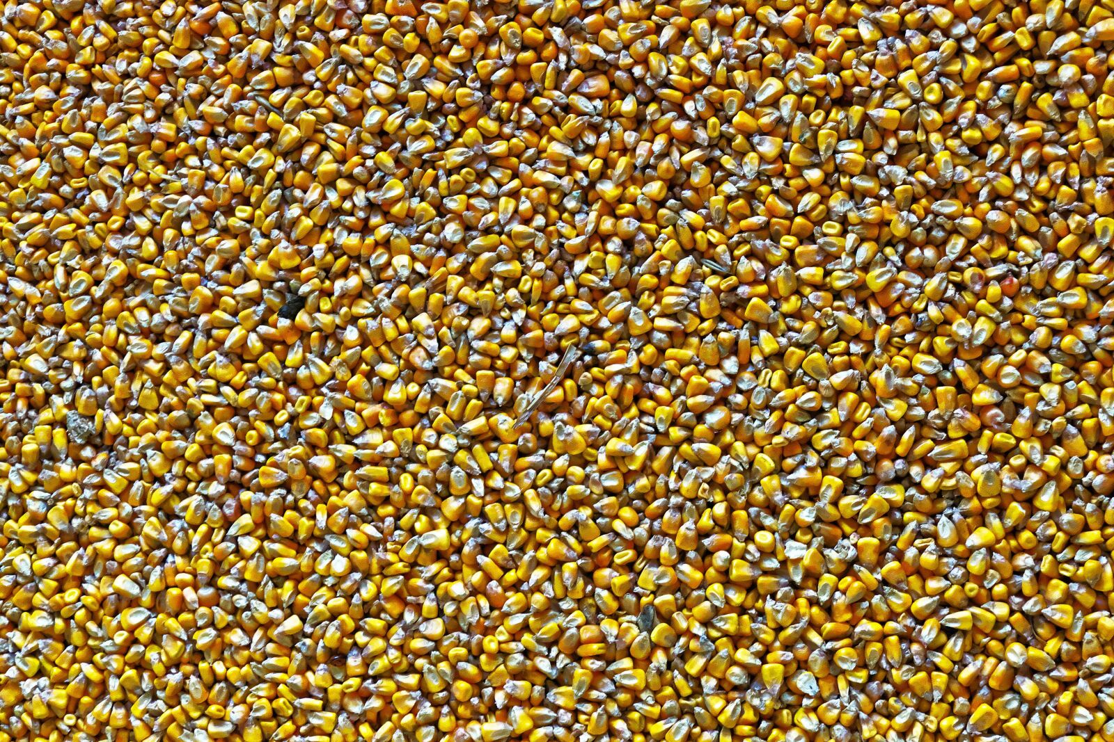 Panasonic Lumix DMC-FZ1000 sample photo. Corn, fodder maize, structure photography