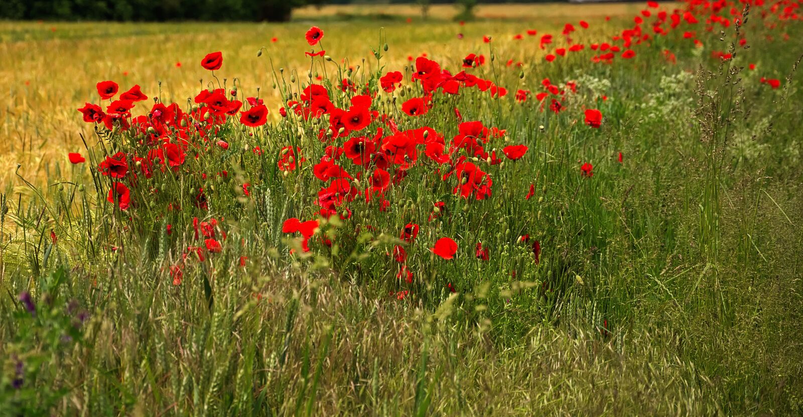 Nikon D7200 sample photo. Poppies, red, blossom photography