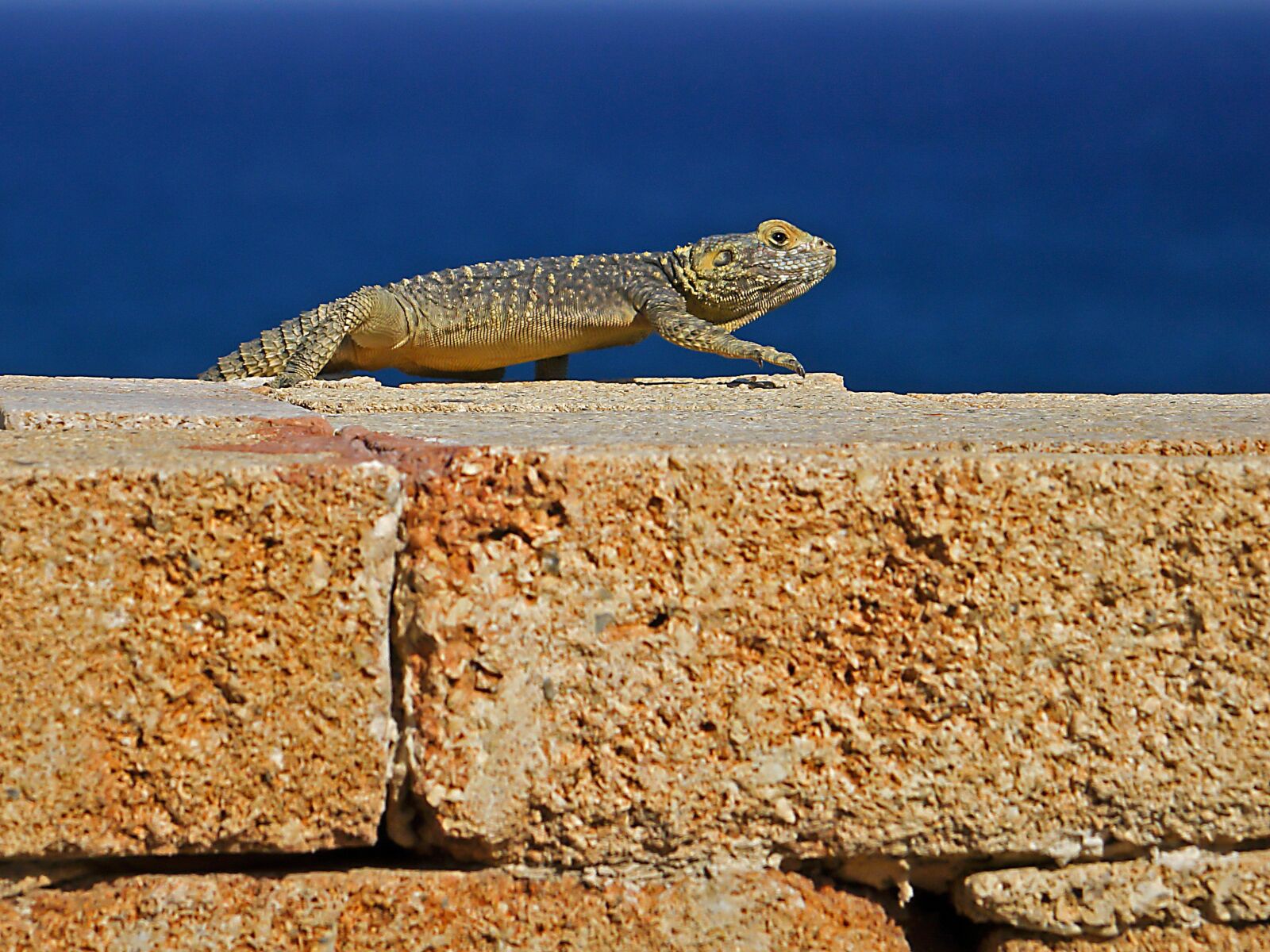 Sony Cyber-shot DSC-RX10 II sample photo. Agame, hardun, lizard photography