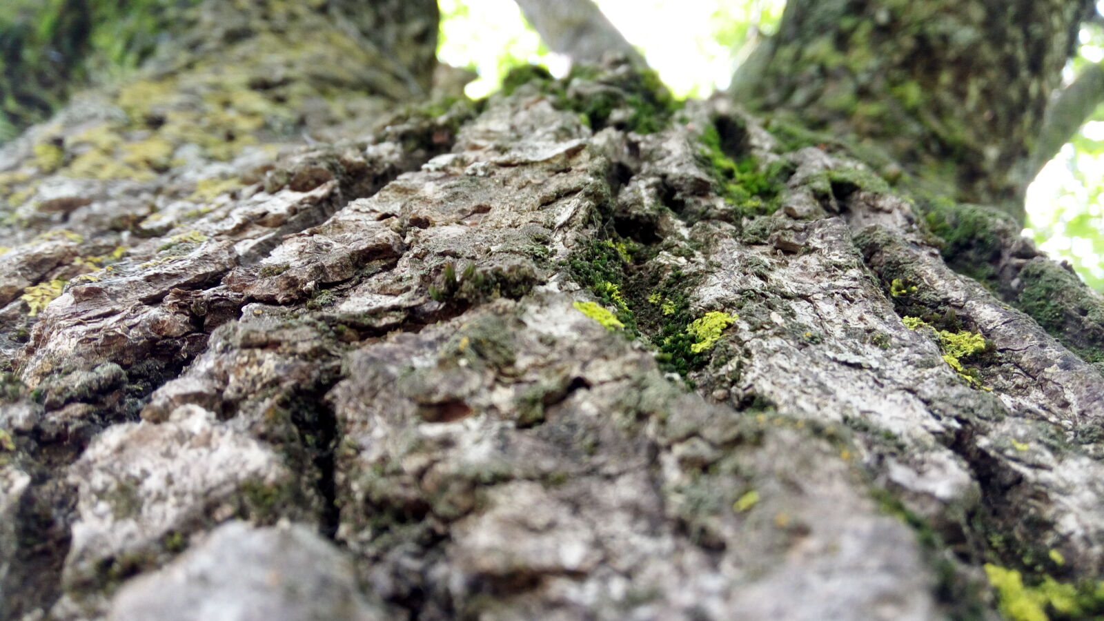Lenovo VIBE X3 LITE sample photo