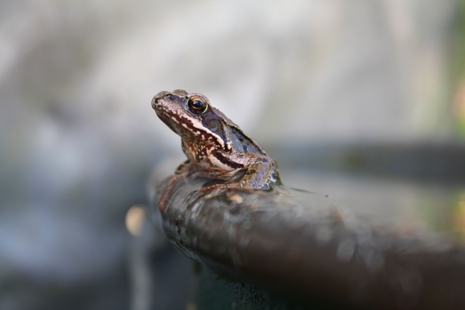Canon EOS 1000D (EOS Digital Rebel XS / EOS Kiss F) sample photo. Frog, water, pond photography