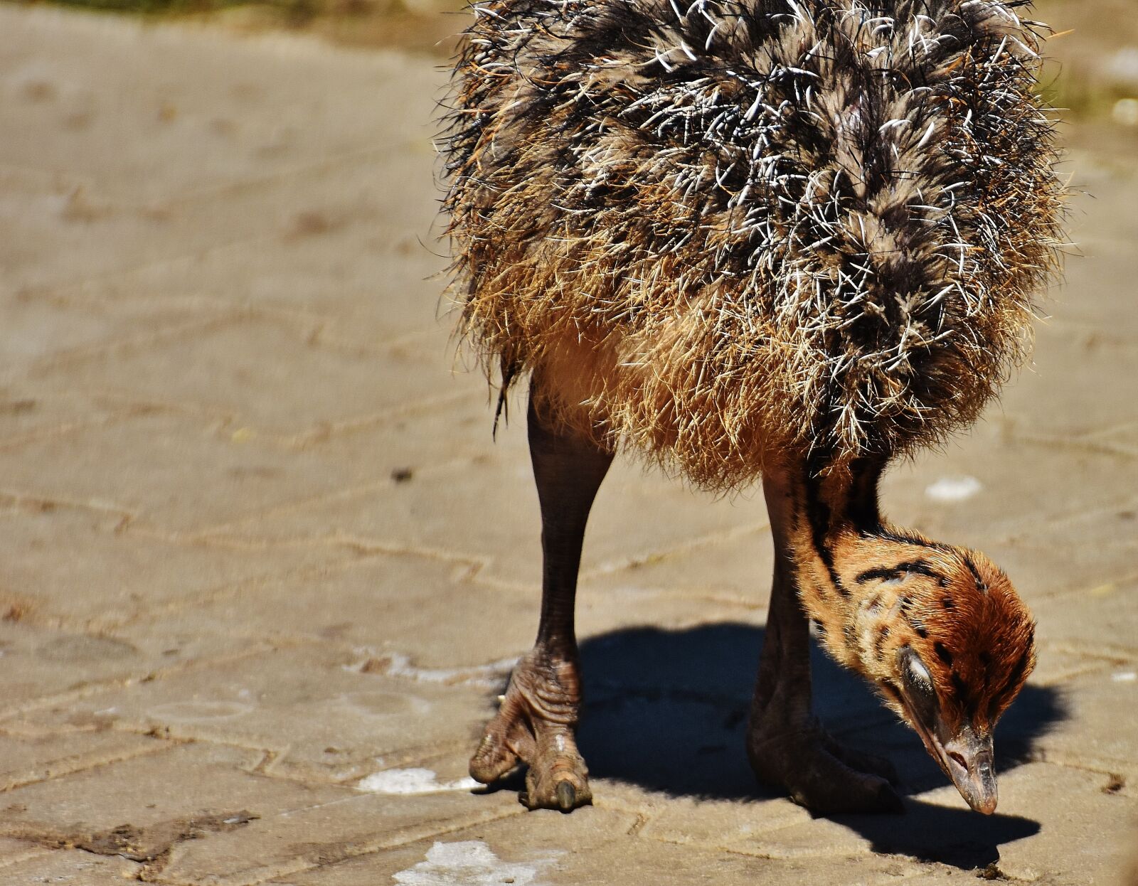 Nikon D7200 sample photo. Bouquet, young animal, ostrich photography