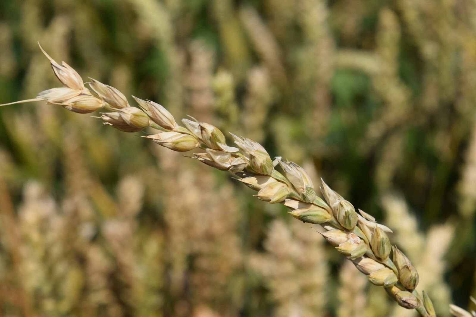 Nikon D3300 sample photo. Cereal, daylight, outdoor, agriculture photography