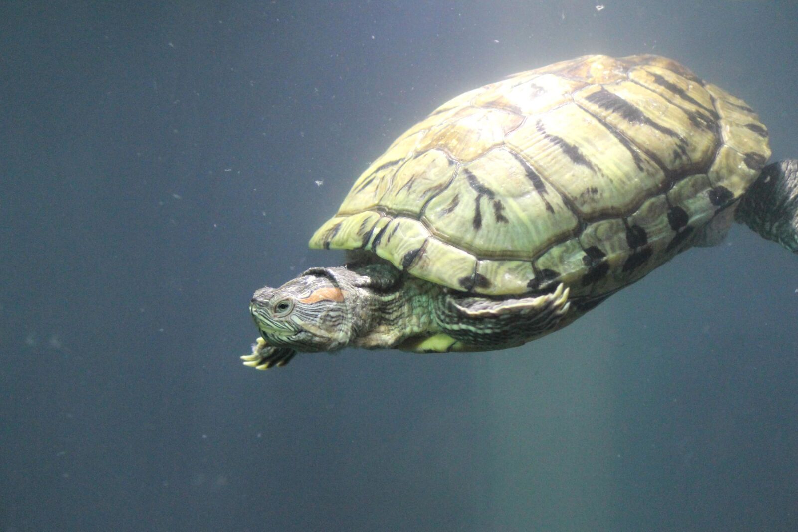 Canon EOS 600D (Rebel EOS T3i / EOS Kiss X5) sample photo. Turtle, water, animal, reptile photography