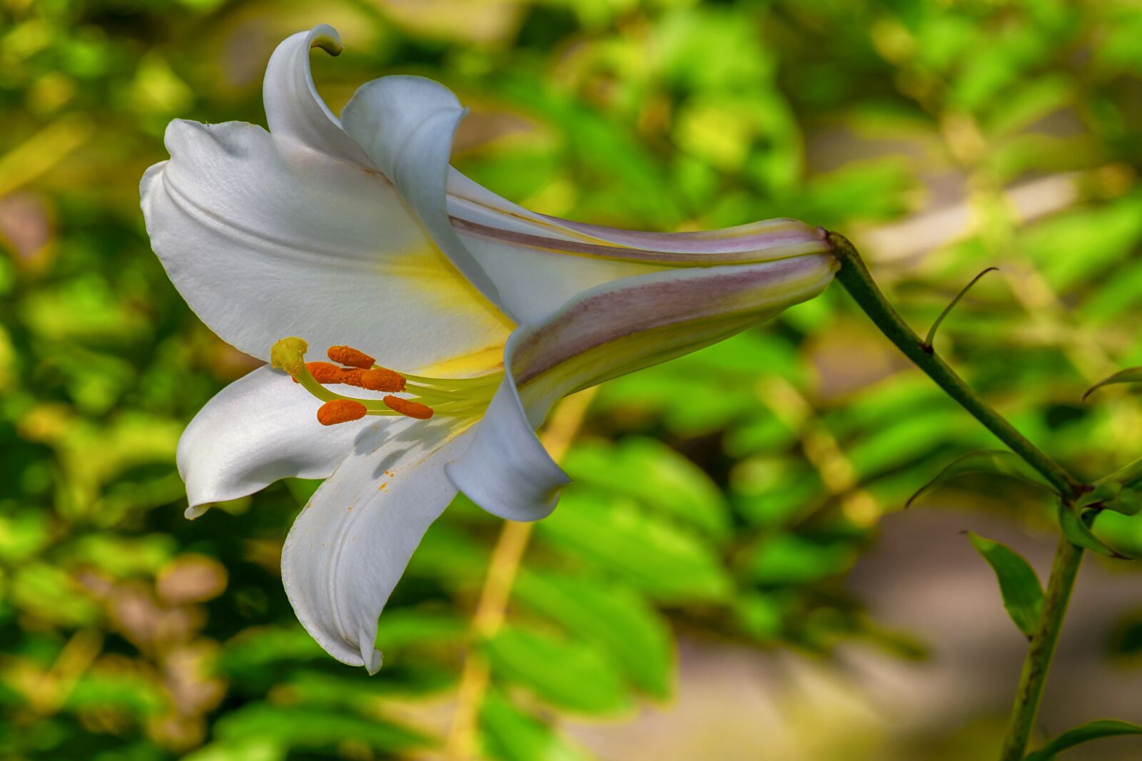 Fujifilm XF 55-200mm F3.5-4.8 R LM OIS sample photo. David-lily, lilium davidii, plant photography