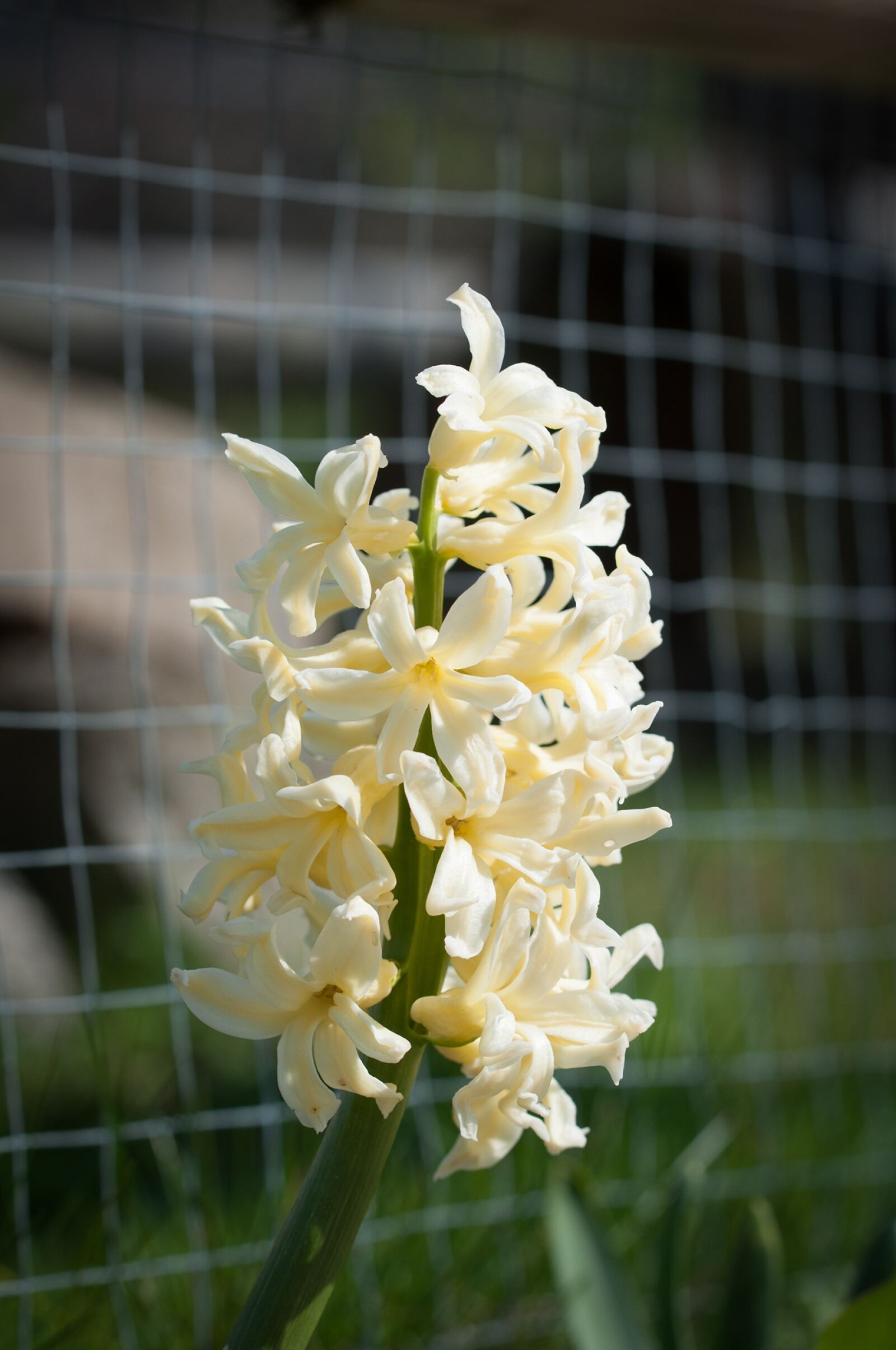 Nikon D90 sample photo. Flower, yellow, yellow flower photography