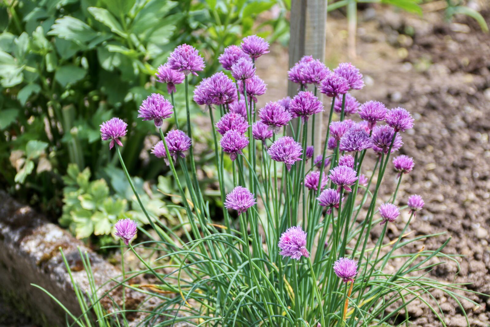 Canon EOS 80D sample photo. Schnittlau, chive flowers, spice photography