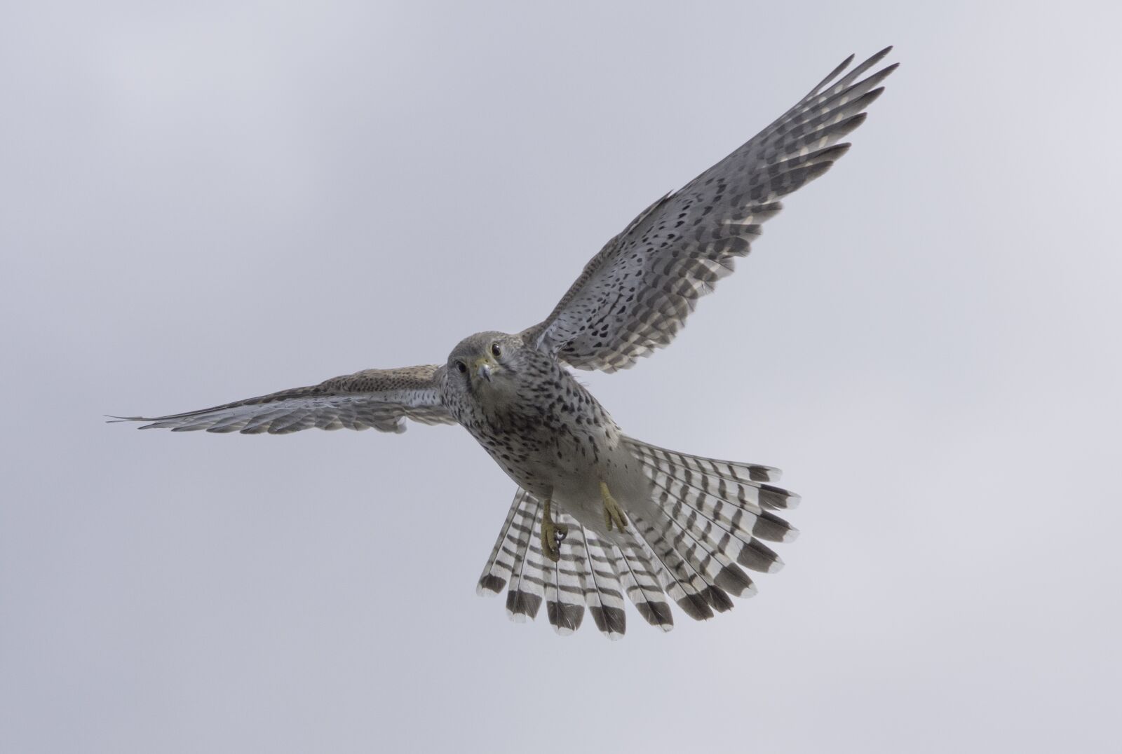 Sony ILCA-77M2 sample photo. Bird, falcon, bird of photography