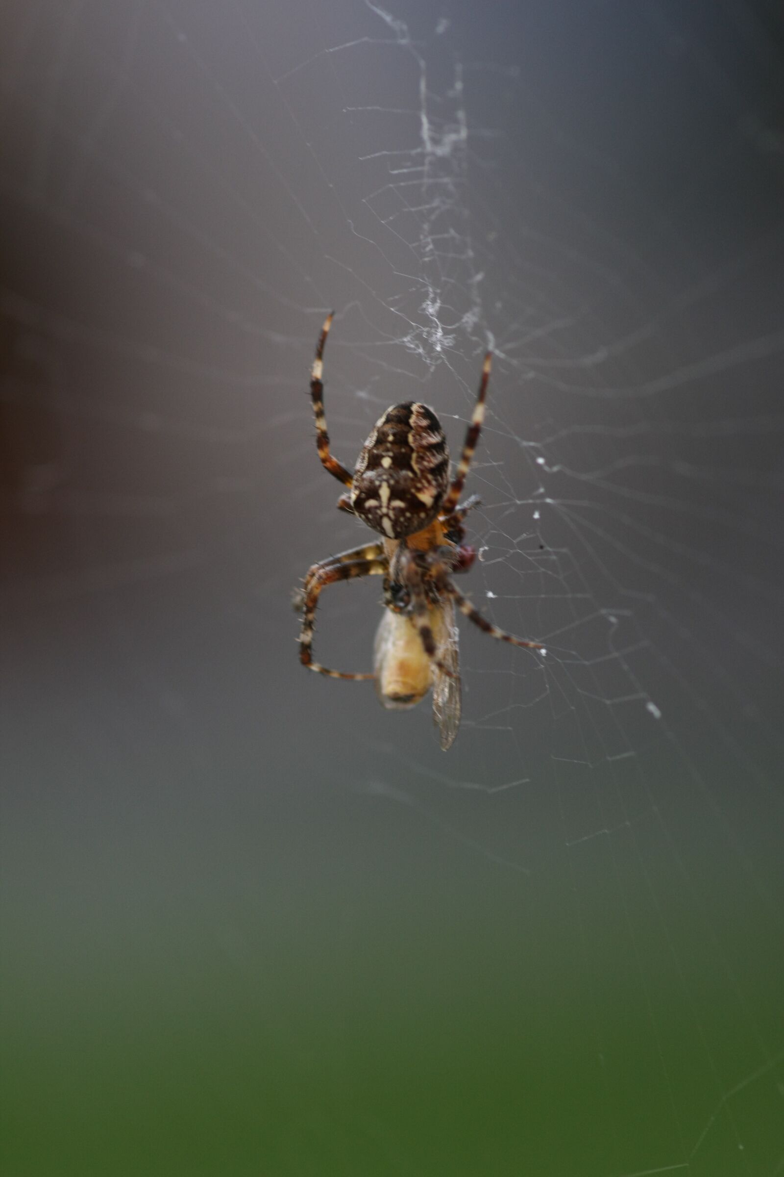 Canon EOS 40D sample photo. Spider, nature, cobweb photography