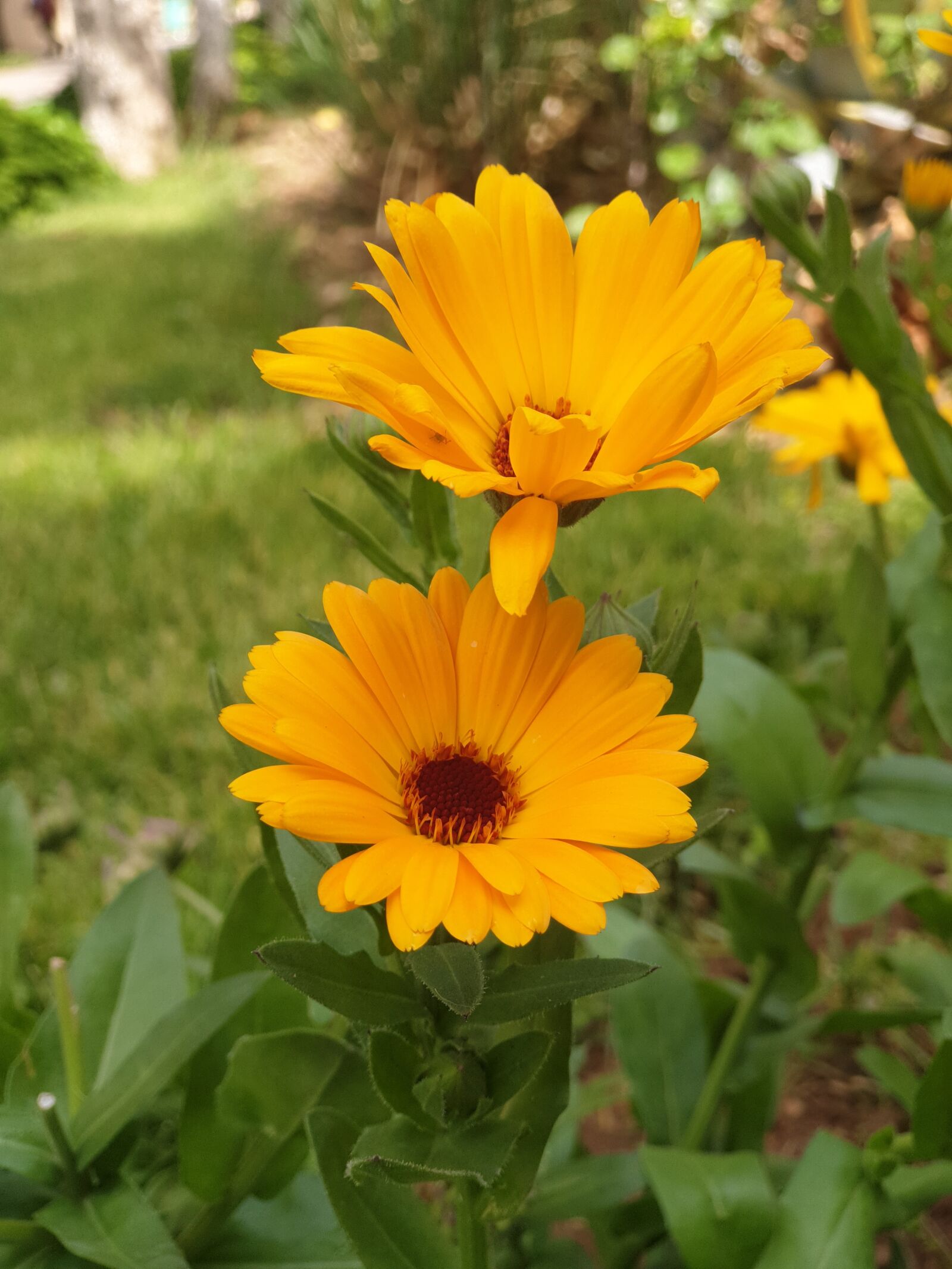 Samsung Galaxy S9+ sample photo. Flower, yellow, green photography