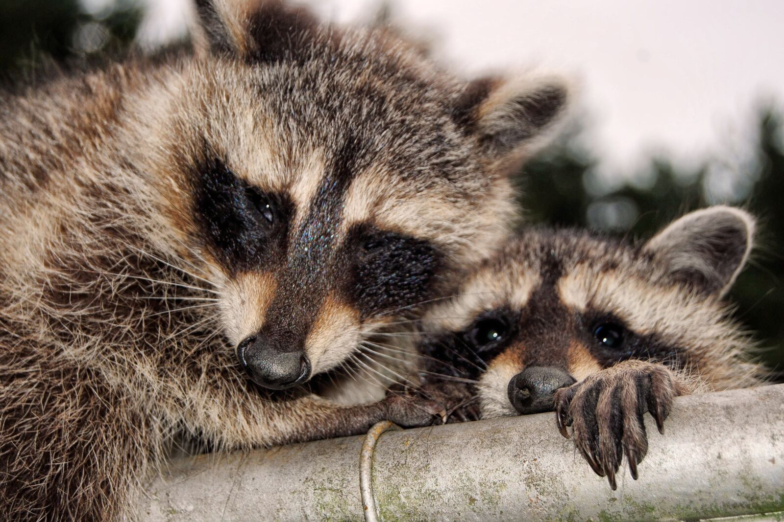 Nikon D3000 sample photo. Raccoons, cute, curious photography