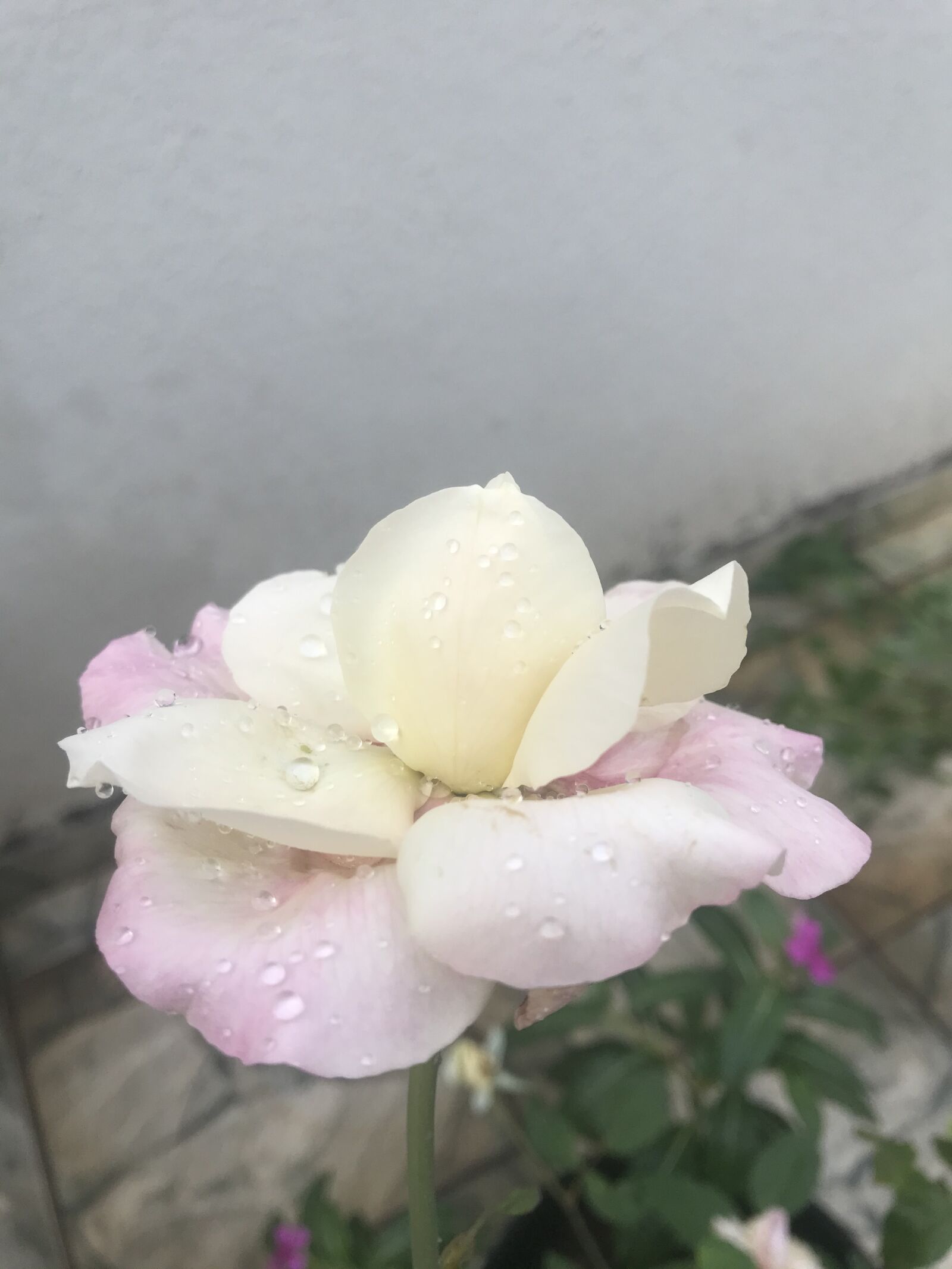 iPhone 7 back camera 3.99mm f/1.8 sample photo. Flor, flores, rosas photography