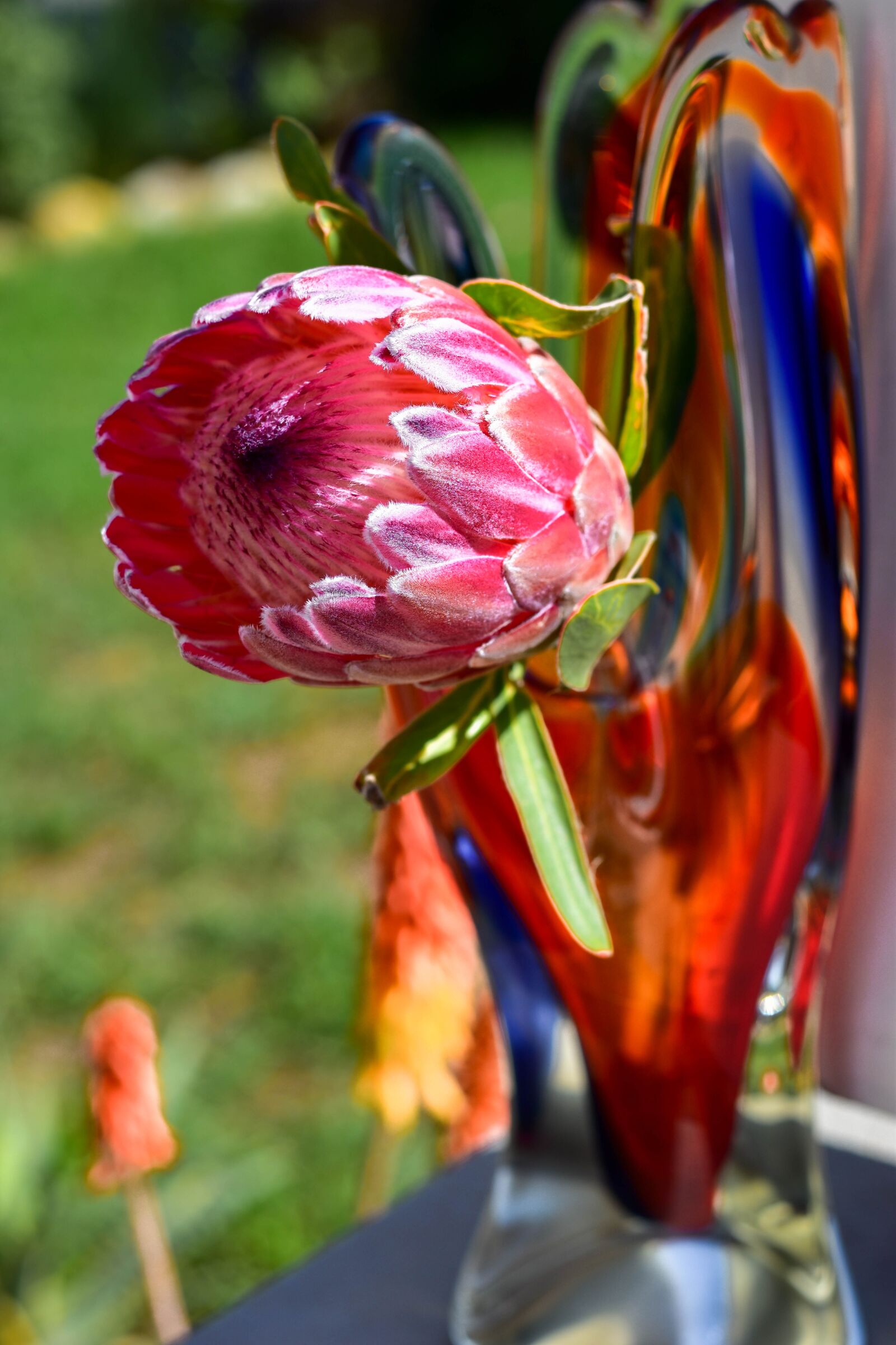 Nikon D5500 sample photo. Protea, flower, vase photography