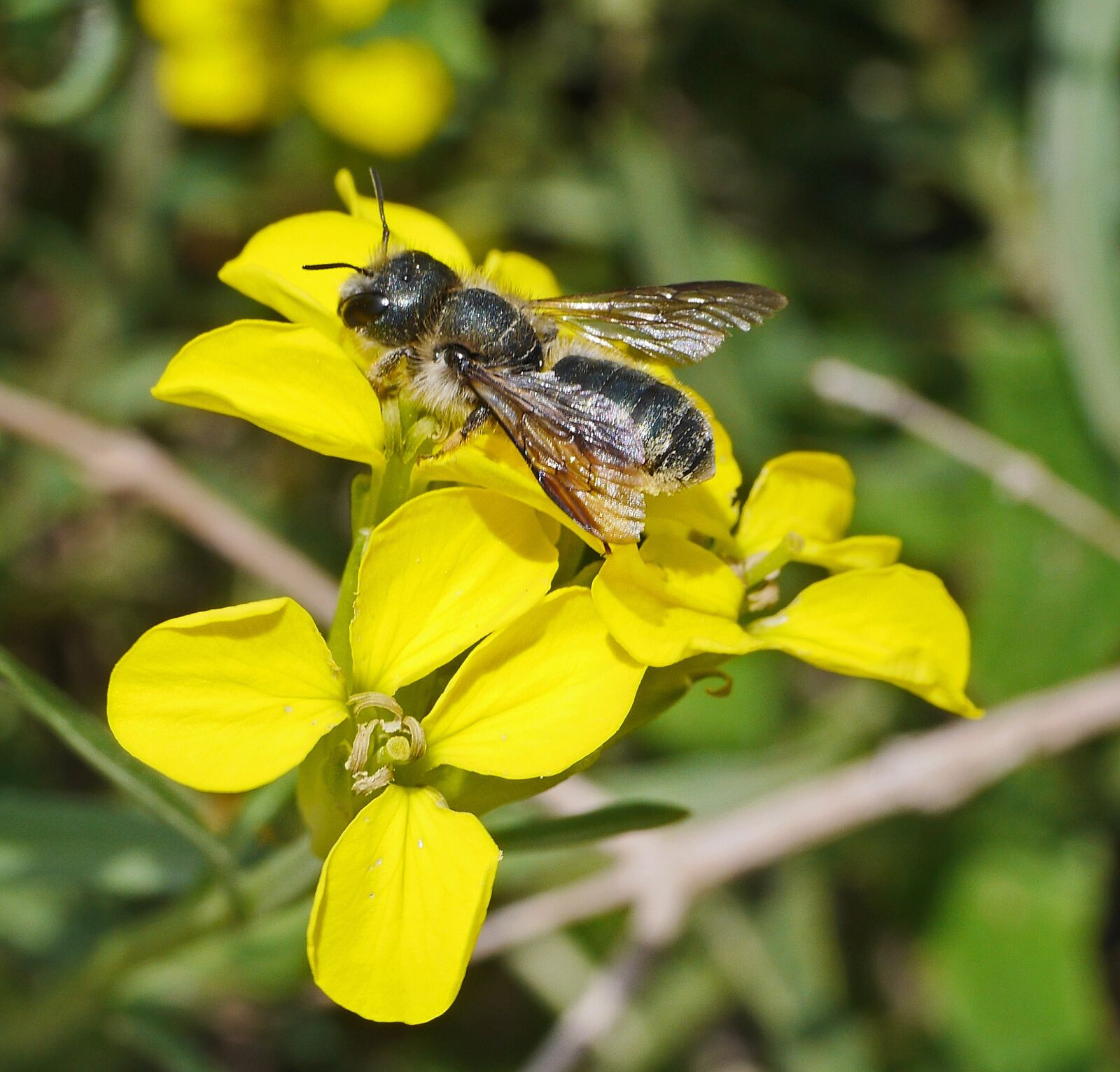 Panasonic Lumix DMC-GH3 sample photo. Wild bee, flowers, yellow photography