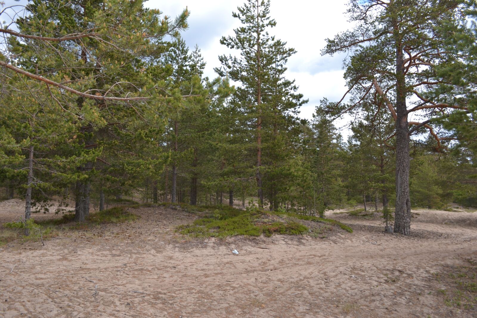 Nikon D3100 sample photo. Nature, trees, landscape photography