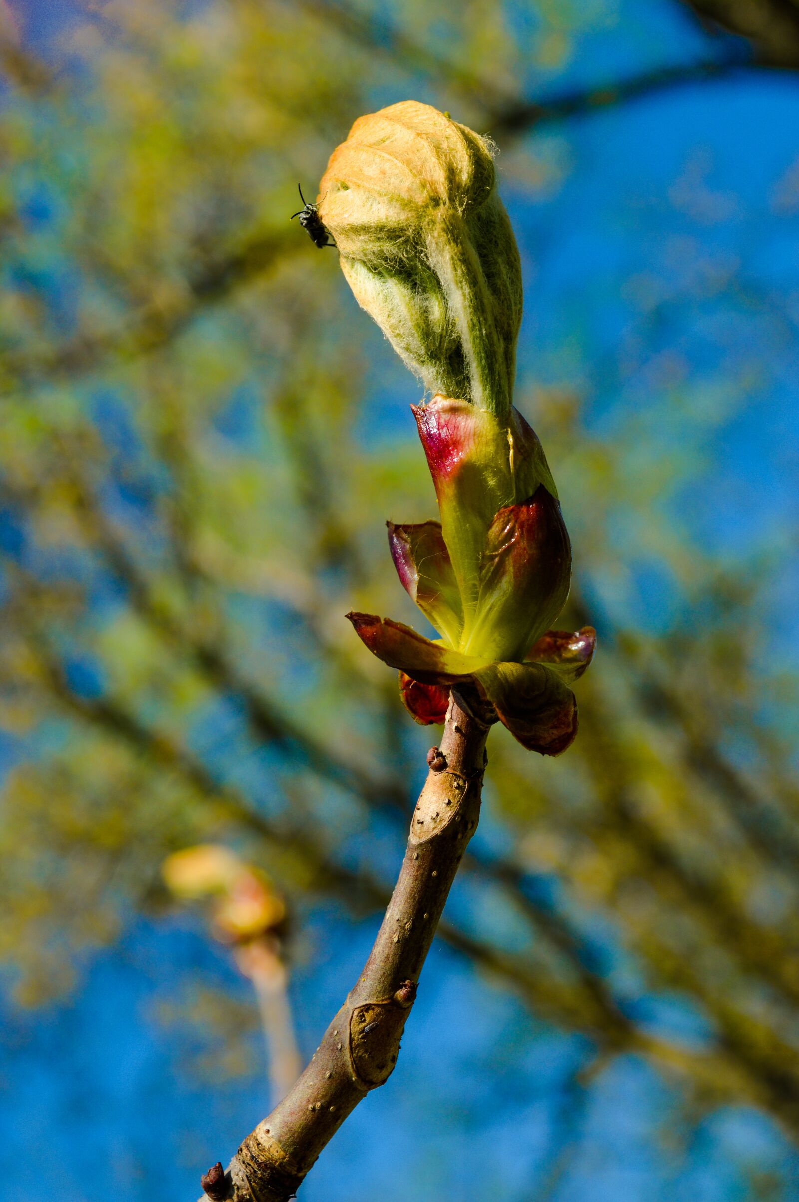 Nikon D3200 sample photo. Tree, bud, blossom leaves photography
